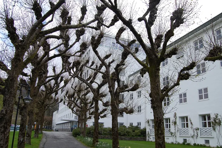 A row of trees next to a building
