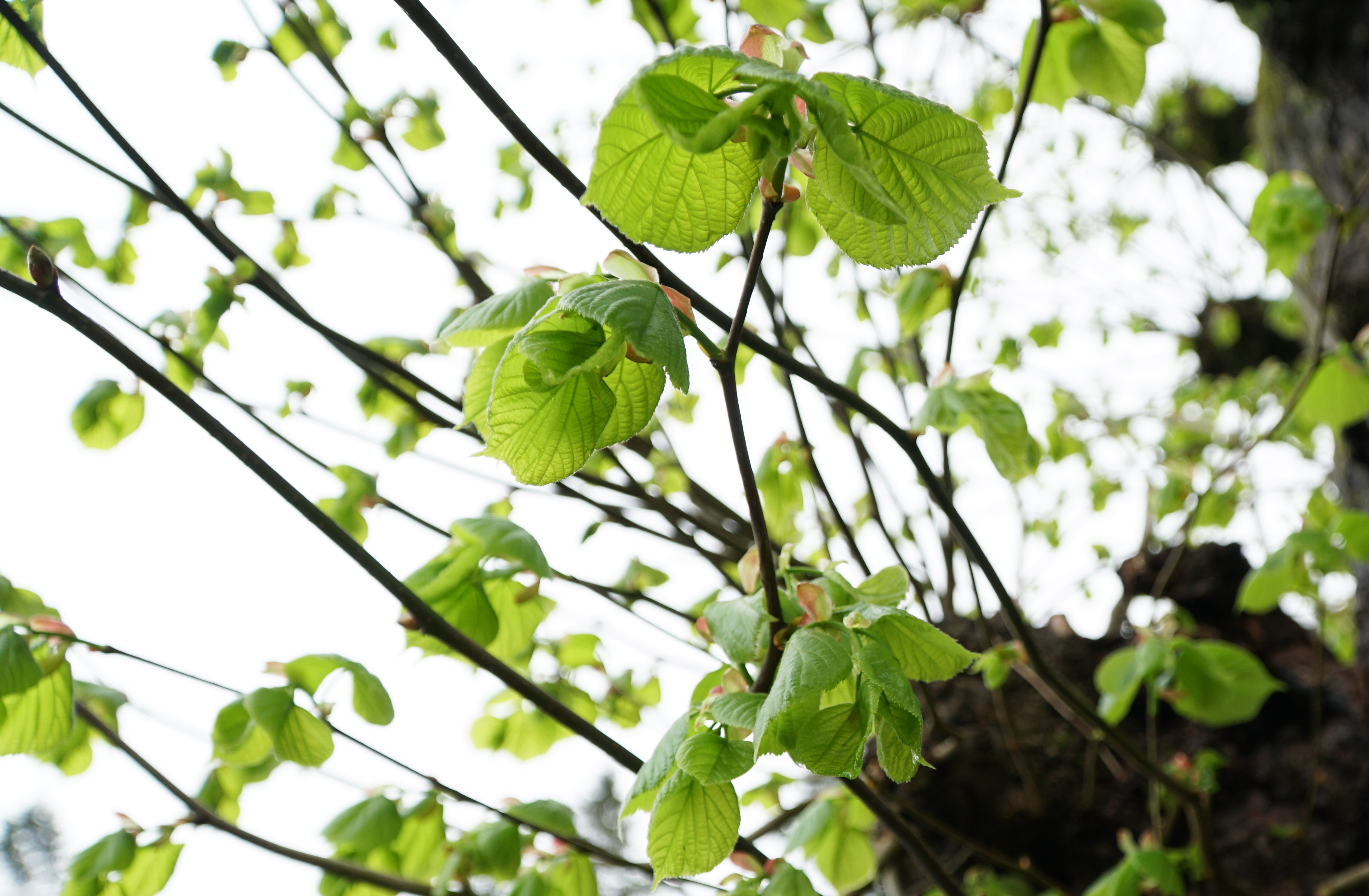 A tree with leaves