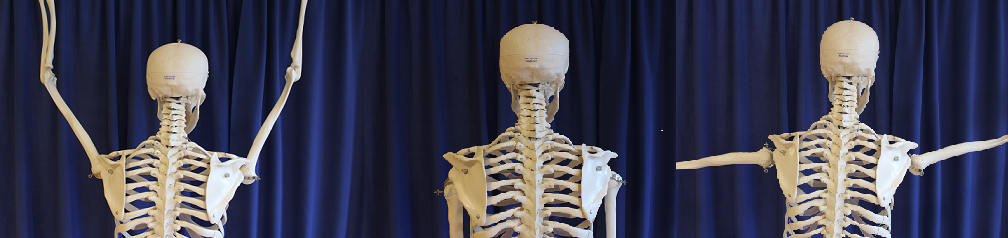 En gruppe skjeletter