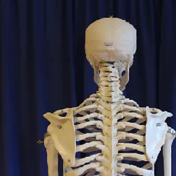 En gruppe skjeletter