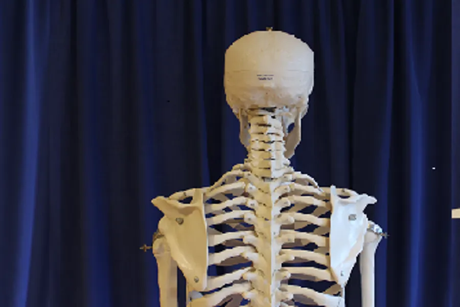 En gruppe skjeletter